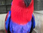 Eclectus Female Parrot