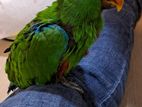 Eclectus