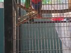 Eclectus Bird