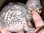 Eclectus Chicks