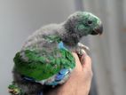 Eclectus Chicks