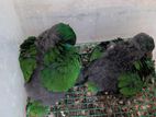 Eclectus Chicks