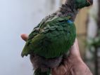 Eclectus Chicks