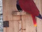 Eclectus Bird