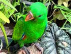 Eclectus Parrot