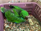 Eclectus Parrot