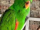 Eclectus Parrot