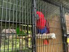 Eclectus Jumbo Breeding Pair