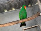 Eclectus Jumbo Parrots