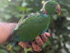 Eclectus Male Parrot Chick