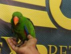 Eclectus Male Chick