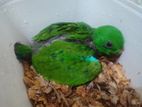 Eclectus Male Chick