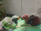 Eclectus Male Chick