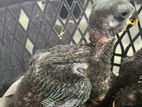 Eclectus Male Chicks