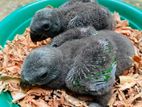 Eclectus Male Chicks