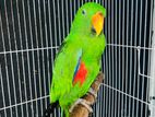 Eclectus Male