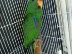 Eclectus Male Bird