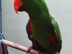Eclectus Male