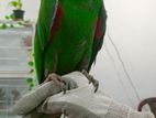 Eclectus Male