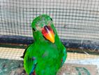 Eclectus Male Parrot