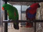 Eclectus Pair Parrot