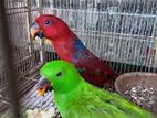 Eclectus Pair