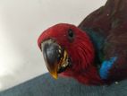 Eclectus Pair