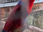 Eclectus Pair