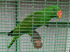 Eclectus Pair