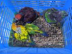 Eclectus Parrot Chicks