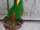 Eclectus Parrot