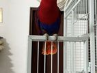 Eclectus Parrot