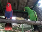 Eclectus Parrot
