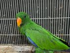 Eclectus Parrot