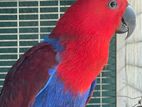 Eclectus Parrots