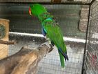 Eclectus Parrot