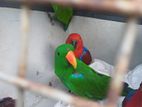 Eclectus Parrot