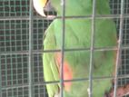Eclectus Parrot