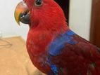 Eclectus Parrot