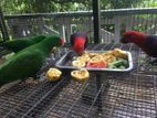 Eclectus Parrot