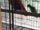 Eclectus Parrot