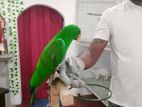 Eclectus Parrot