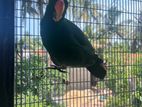 Eclectus Parrot