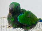 Eclectus Parrot