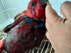 Eclectus Parrot