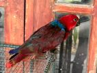 Eclectus Parrot