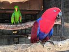 Eclectus parrot