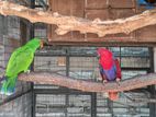 Eclectus Parrot