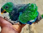 Eclectus Parrot