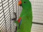 Eclectus Parrot